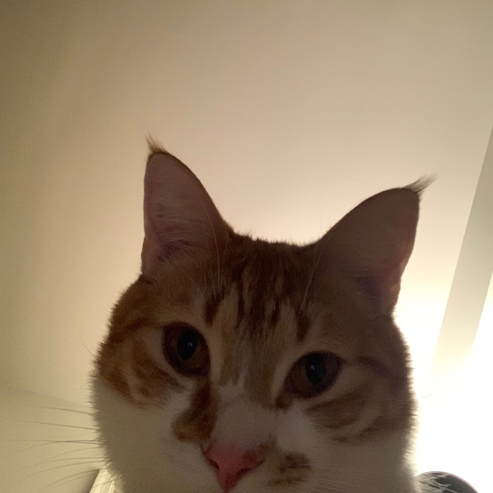 Meet your Posher, Alia